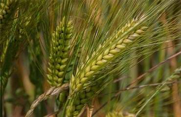 Dominica launches agricultural land lease for young farmers | Dominica News