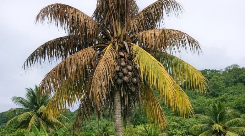Dominica issues warning for sites hit by Lethal Yellowing | Dominica News DM