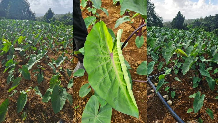 Dominica Imports Disease-Resistant Dasheen Plants | Dominica News