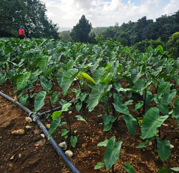 Dominica farmers encouraged to grow ginger | Dominica News