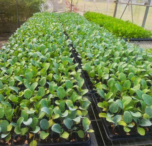 Dominica Distributes Free Seedling Trays to Farmers