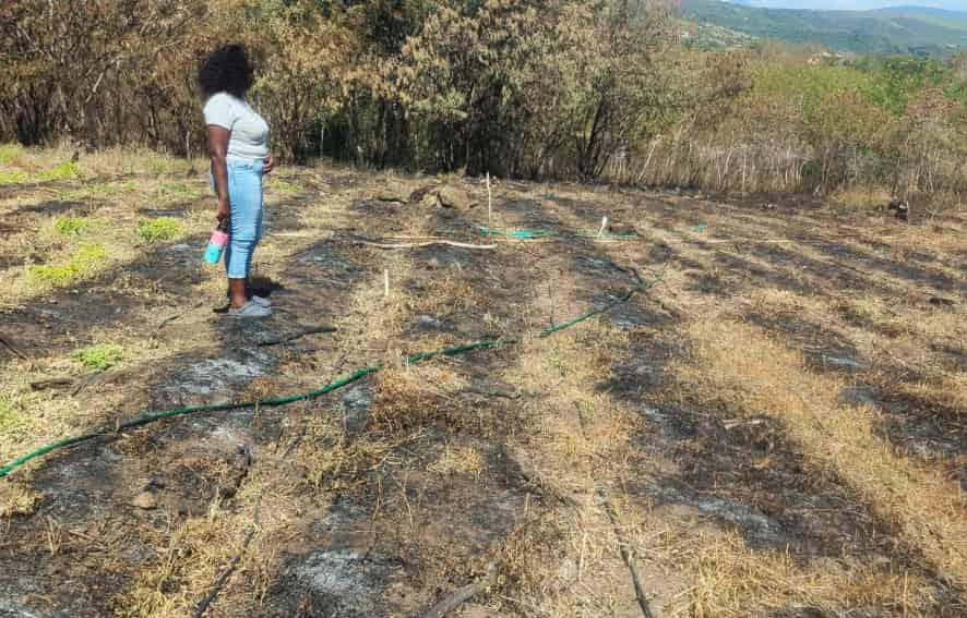 Dominica bushfire destroys farms in Salisbury