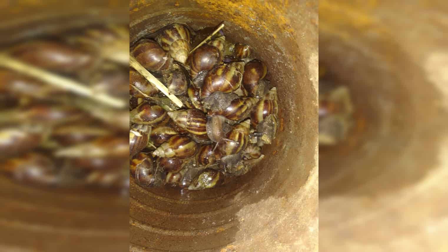 Dominica strengthens fight against giant African Snail