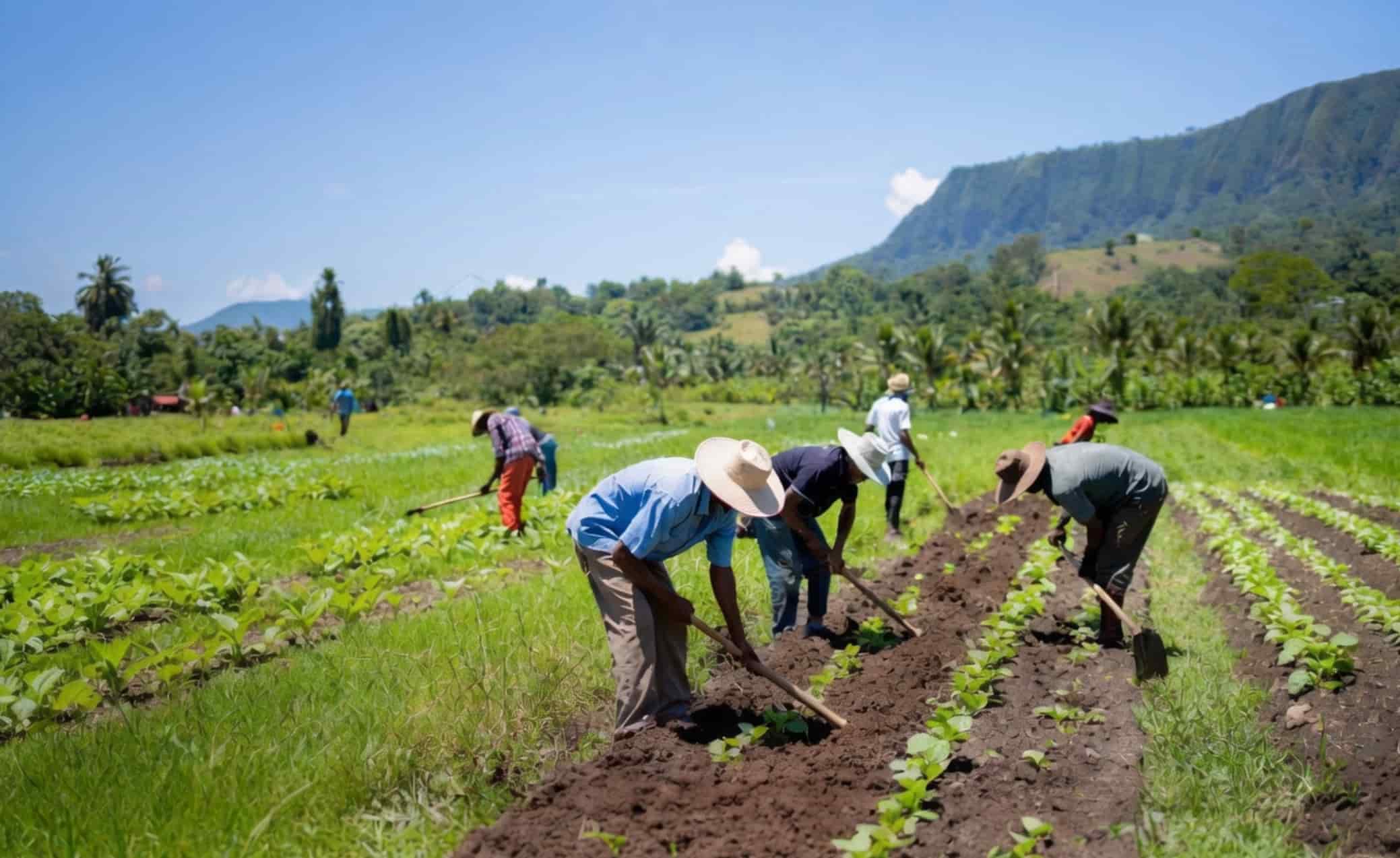 Dominica expands land preparation support for farmers
