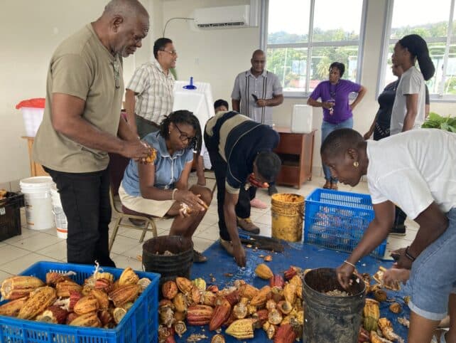 Dominica boosts cocoa industry with post-harvest training