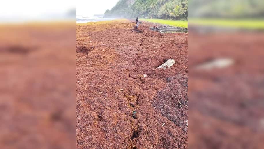 Dominica Issues Sargassum Advisory for Coastal Communities