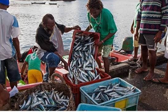 Soufriere/Scotts Head to Get EC$2M Fish Plant