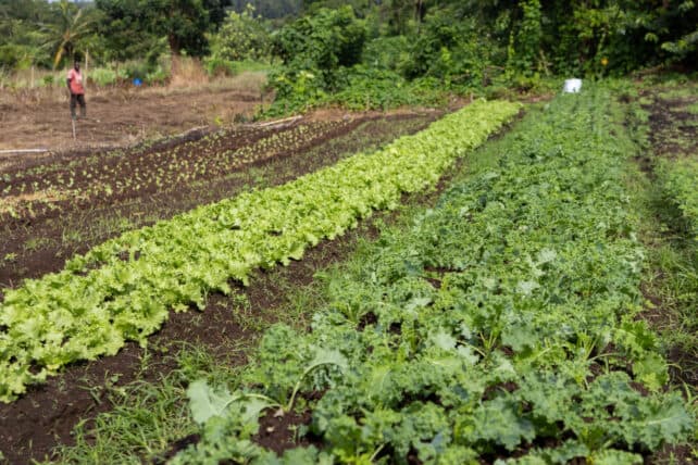 Dominica Farmers Adopt Fertigation for High-Value Crops
