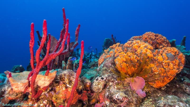 Dominica Recognised in 11 Scuba Diving Award Categories